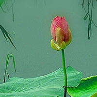 幽灵术士的头像-天云源码