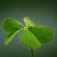 NervousNodder的头像-天云源码