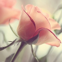 机灵兔的头像-天云源码