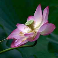 过客的头像-天云源码