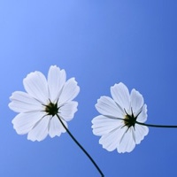 社恐的章鱼的头像-天云源码