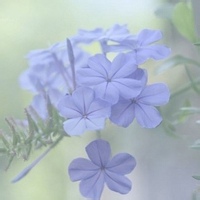 国家一级退堂鼓选手的头像-天云源码