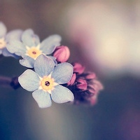 话多如风的头像-天云源码