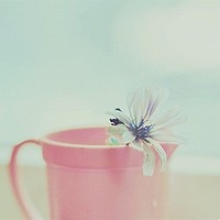 棉花云朵的头像-天云源码