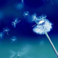 忧郁的考拉的头像-天云源码