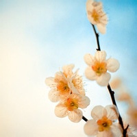 飞雪连天的头像-天云源码