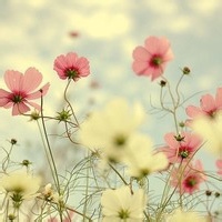 布丁嘟嘟的头像-天云源码